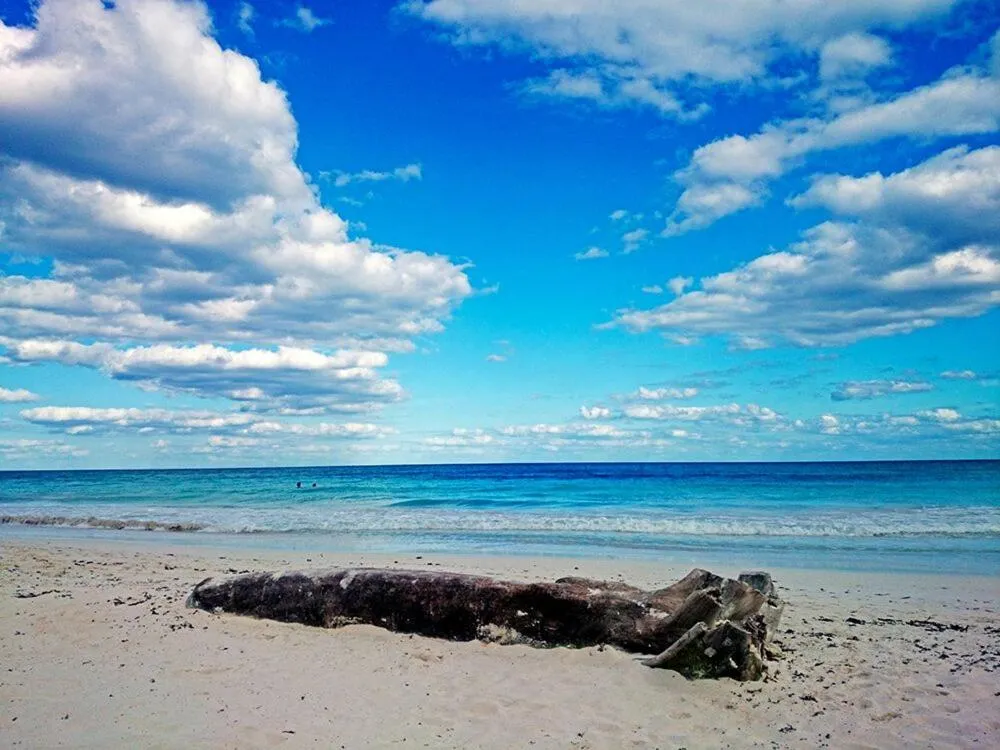 Image 6 of Alaya Tulum