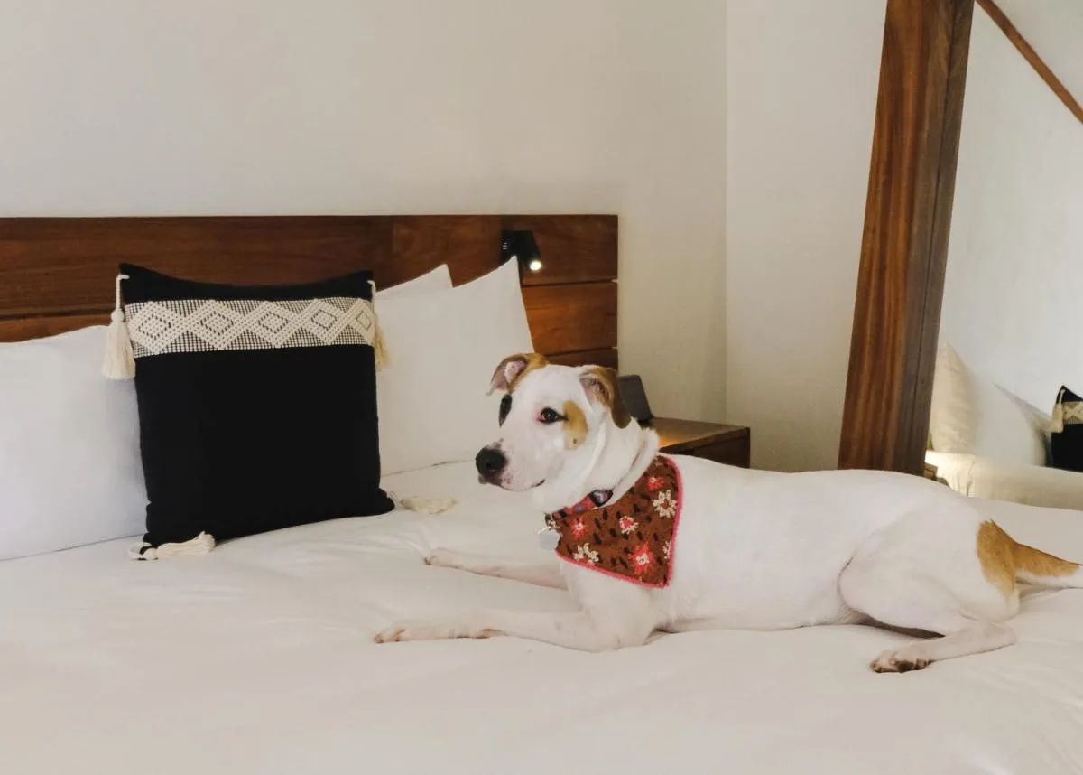 Image 3 of Kimpton Aluna Resort Tulum, an IHG Hotel