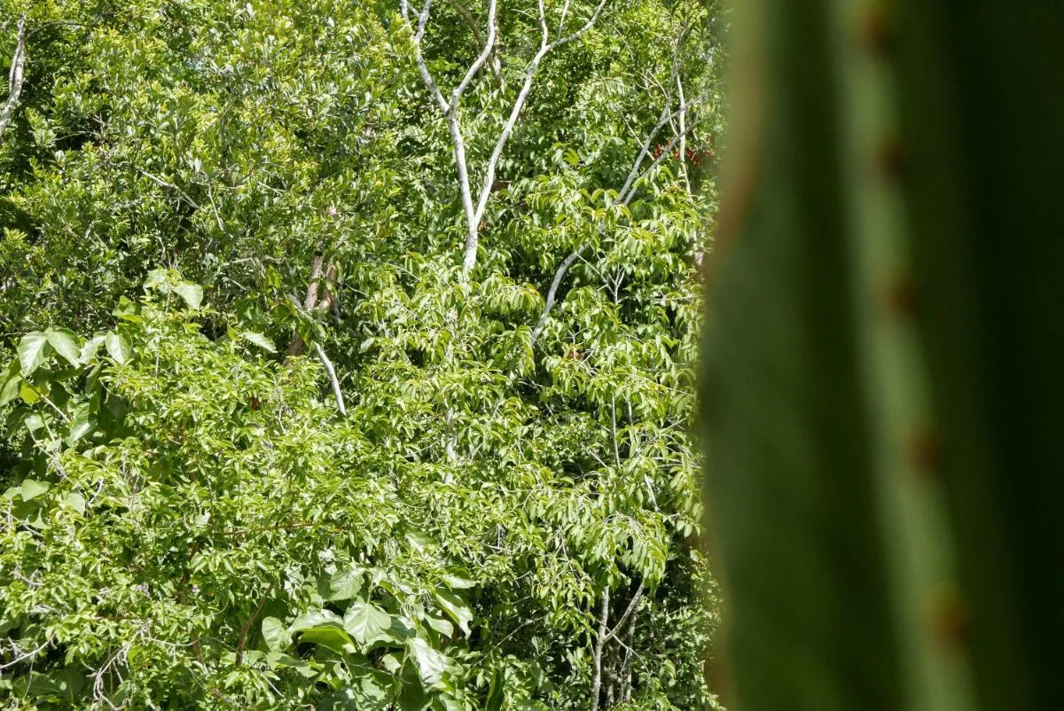 Image 1 of Luxury beach apartment in the most exclusive area of Tulum
