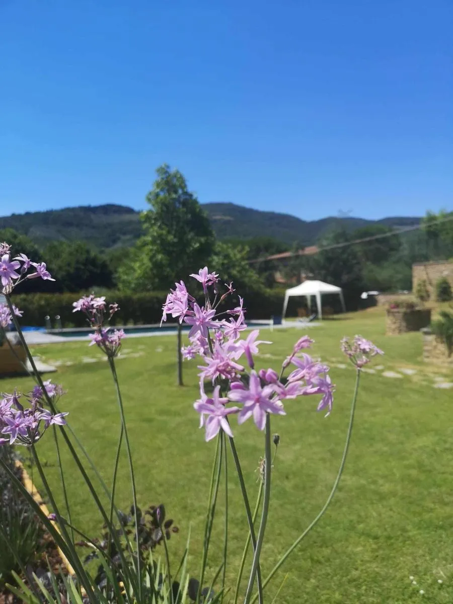 Image 3 of Alba Morus Bed e Breakfast sentiti a casa nel cuore della Toscana