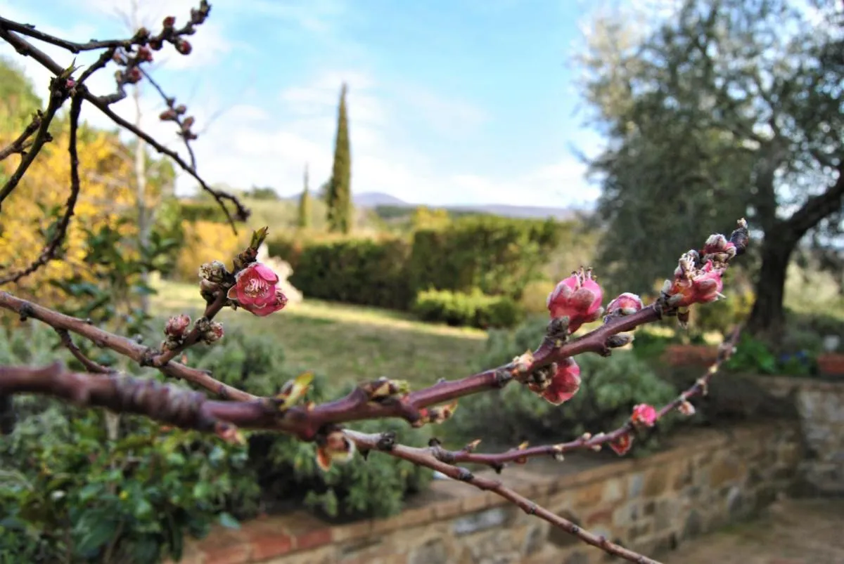 Image 4 of Casa Fioranna