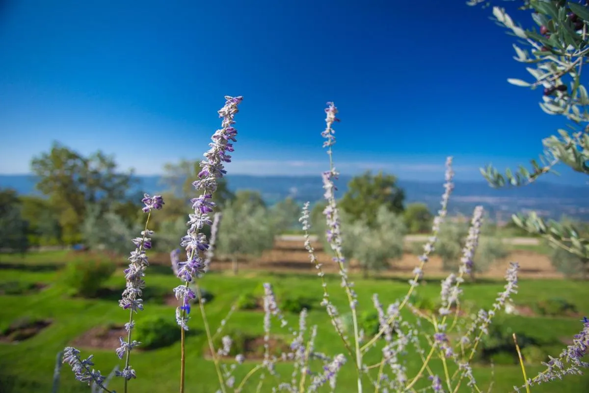 Image 6 of Odina Agriturismo