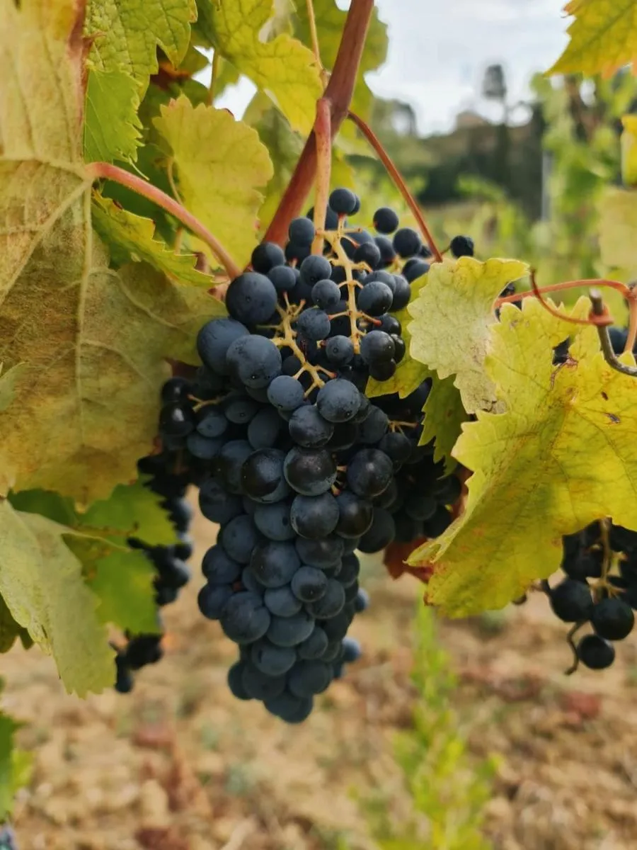 Image 4 of Podere Borgaruccio