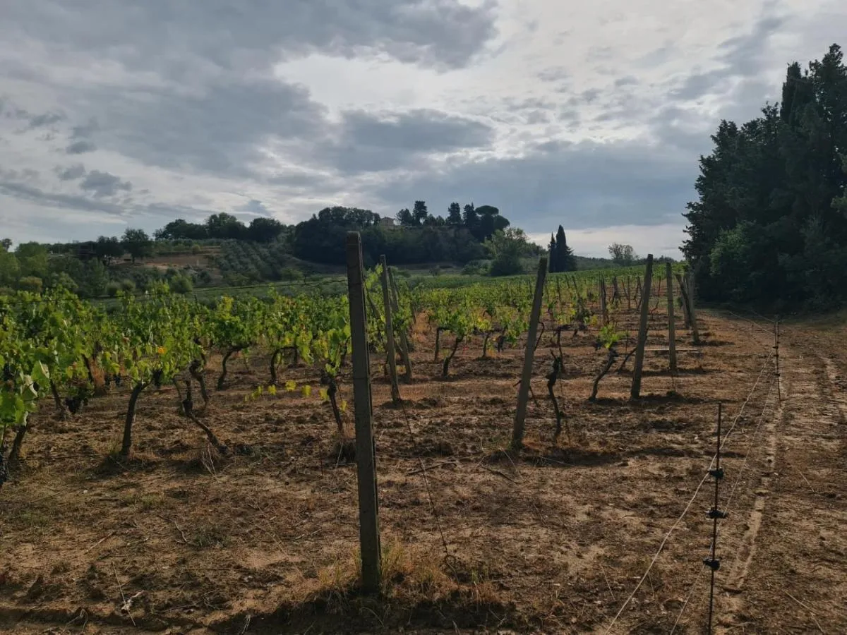 Image 3 of Podere Borgaruccio
