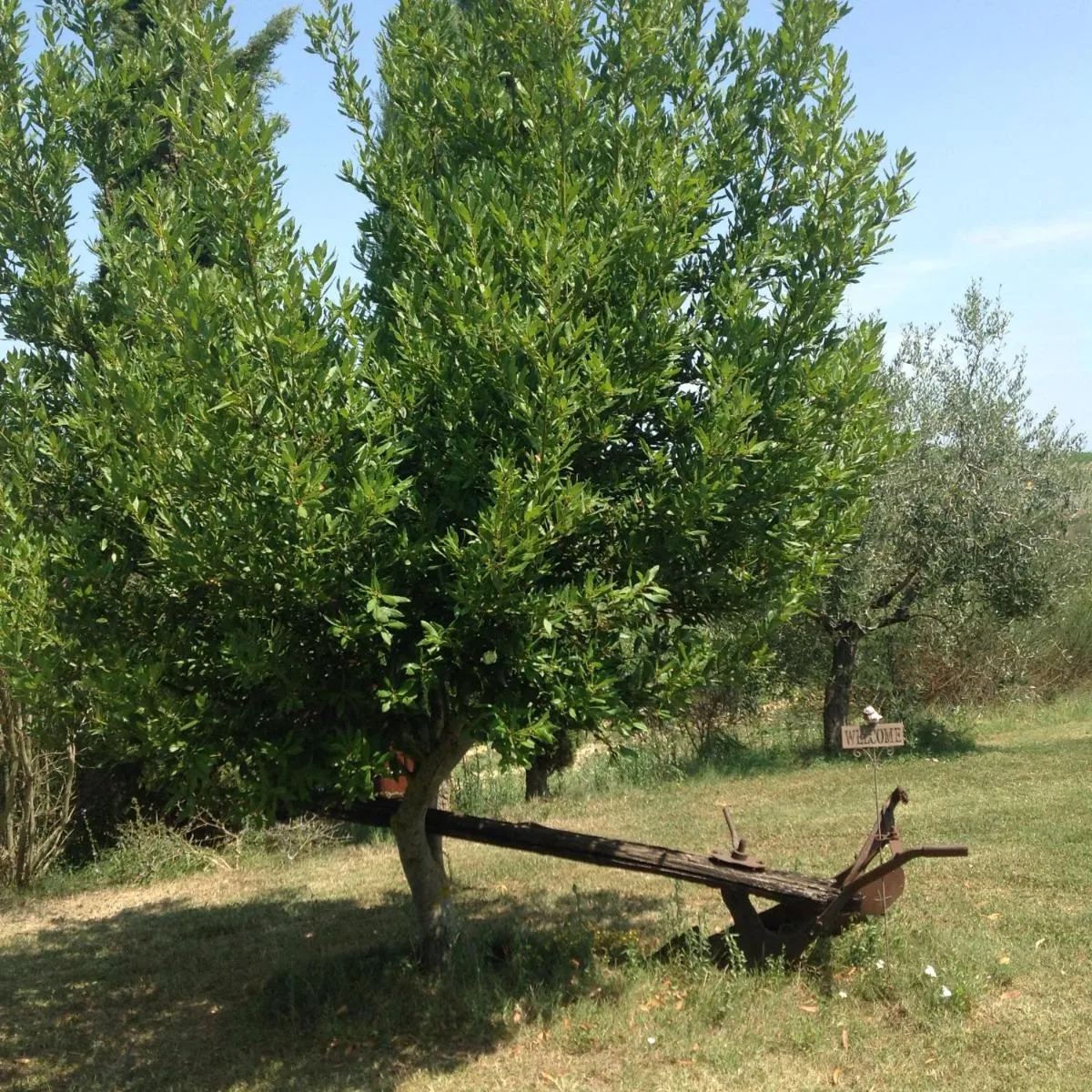 Image 6 of Teruzzi Country House
