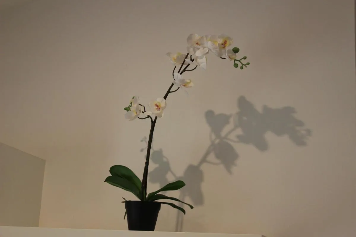 Image 4 of Alessandra House