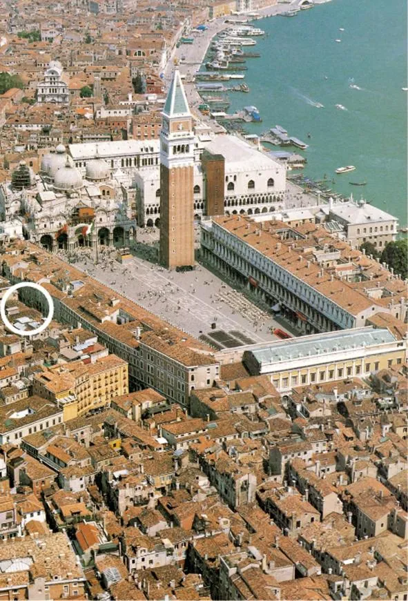 Image 5 of Ambassador Tre Rose