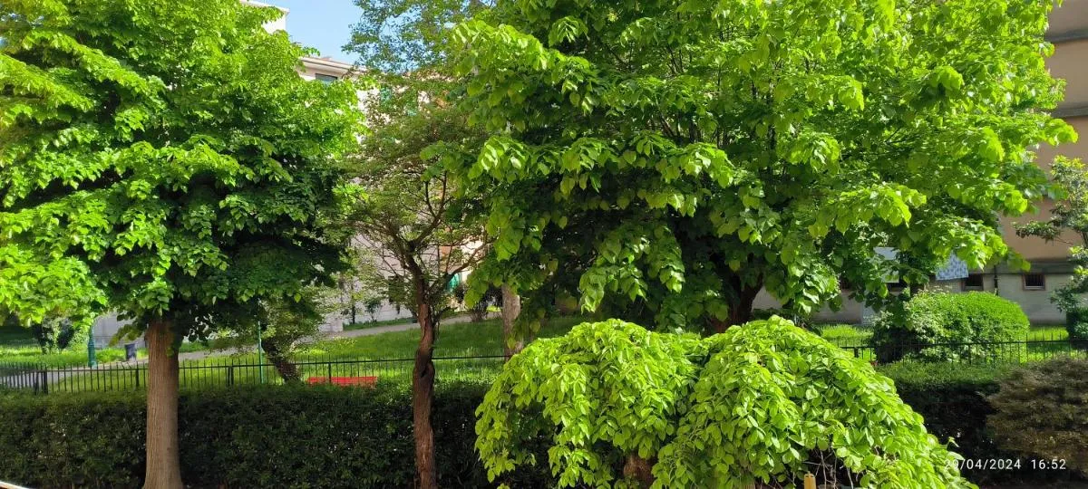 Image 5 of Appartamento a Sacca Fisola