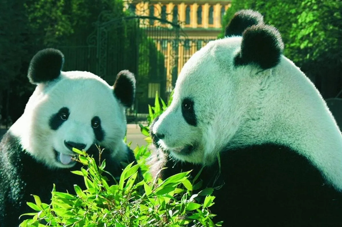 Image 0 of Admission to Schönbrunn Zoo
