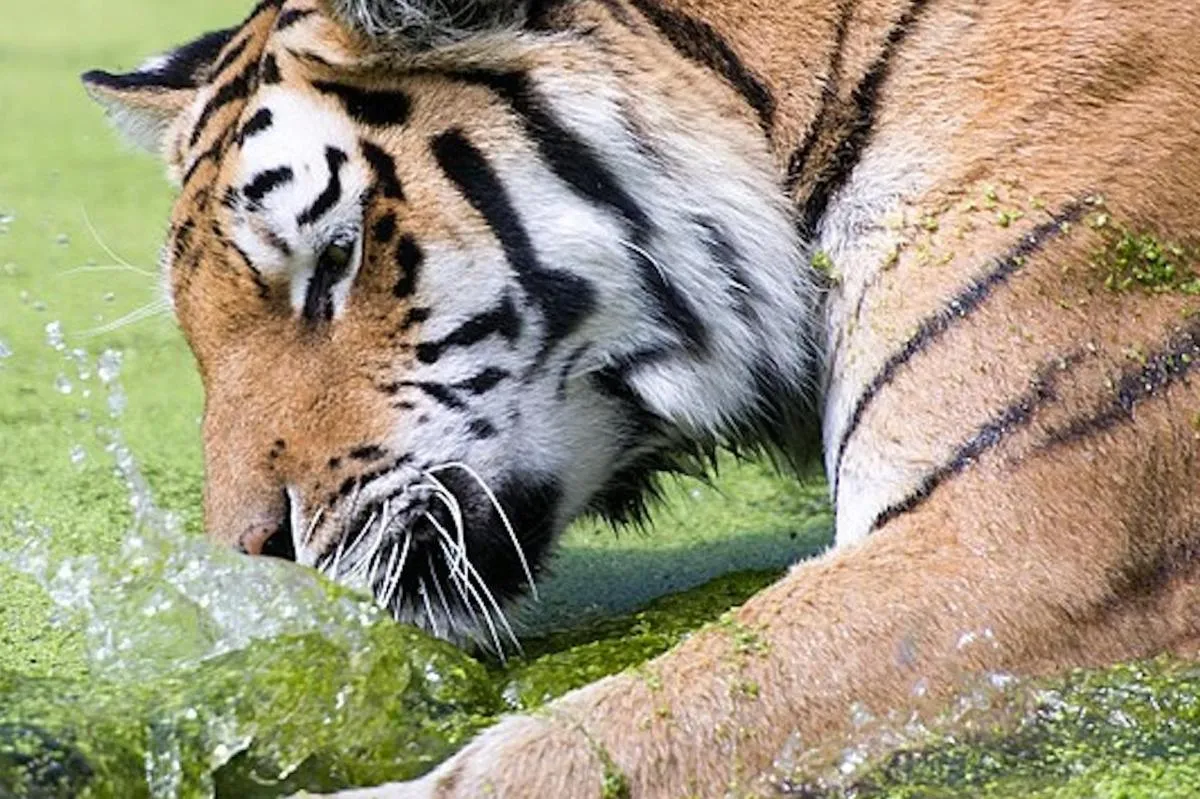 Image 2 of Admission to Schönbrunn Zoo