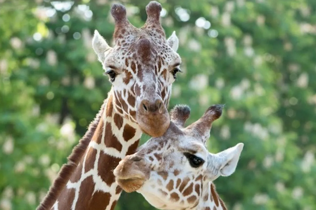 Image 5 of Admission to Schönbrunn Zoo