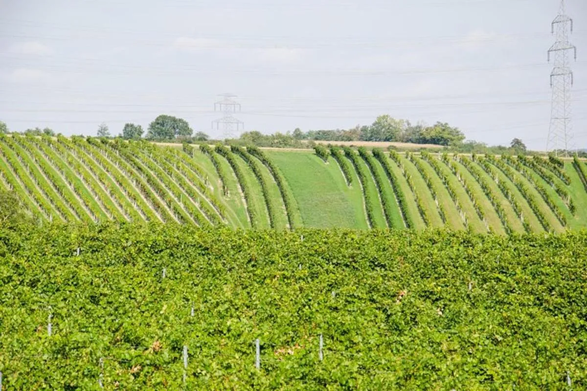 Image 3 of Countryside Half Day Wine Tour near Vienna