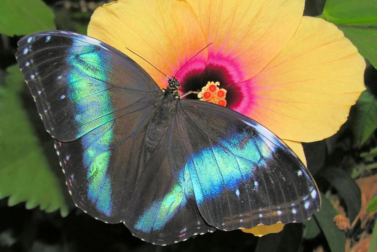 Schmetterlinghaus – Imperial Butterfly House Vienna Admission Ticket