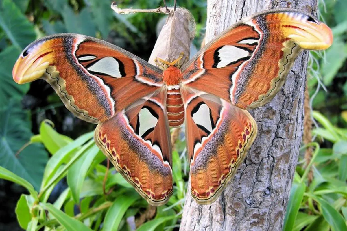 Image 1 of Schmetterlinghaus – Imperial Butterfly House Vienna Admission Ticket