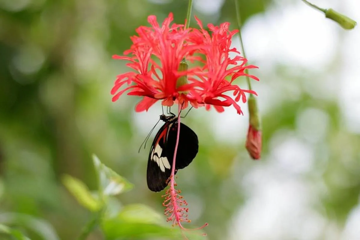 Image 2 of Schmetterlinghaus – Imperial Butterfly House Vienna Admission Ticket