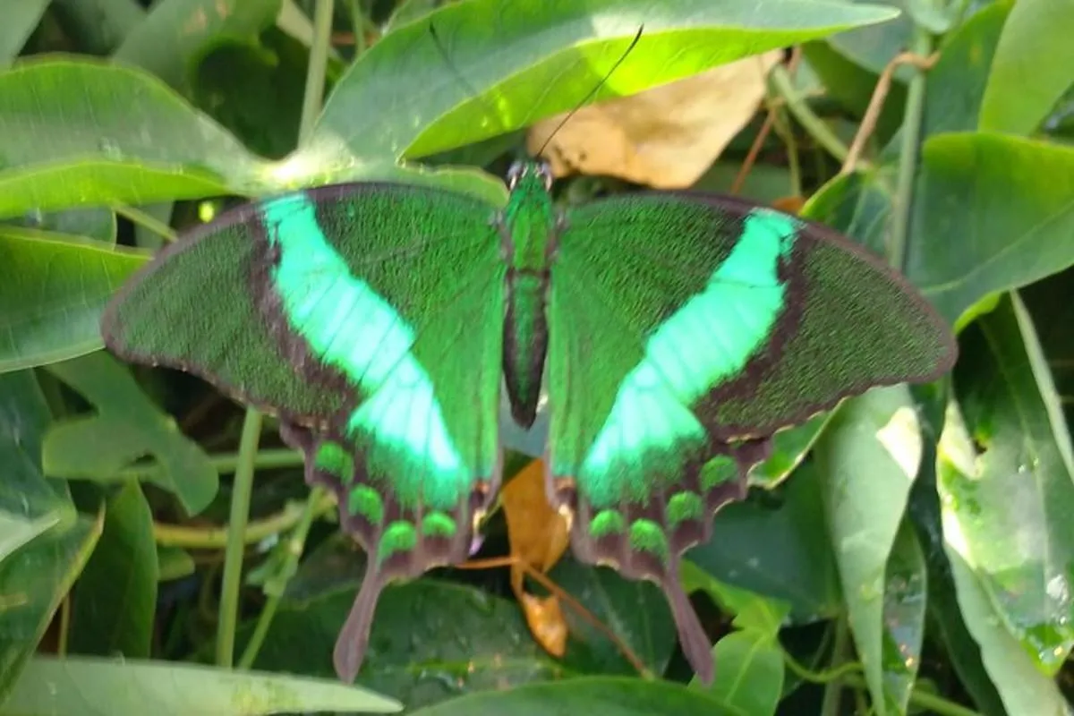 Image 6 of Schmetterlinghaus – Imperial Butterfly House Vienna Admission Ticket