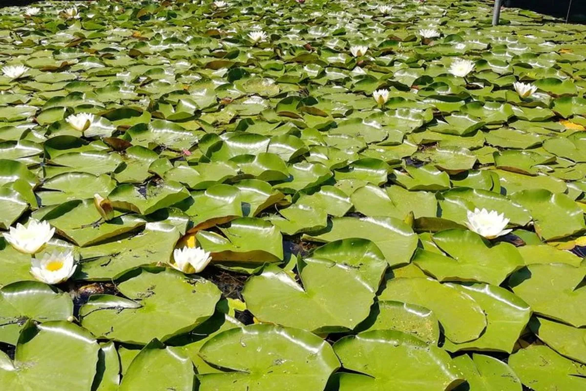 Image 5 of Small-Group Guided Kayak Tour of Vienna