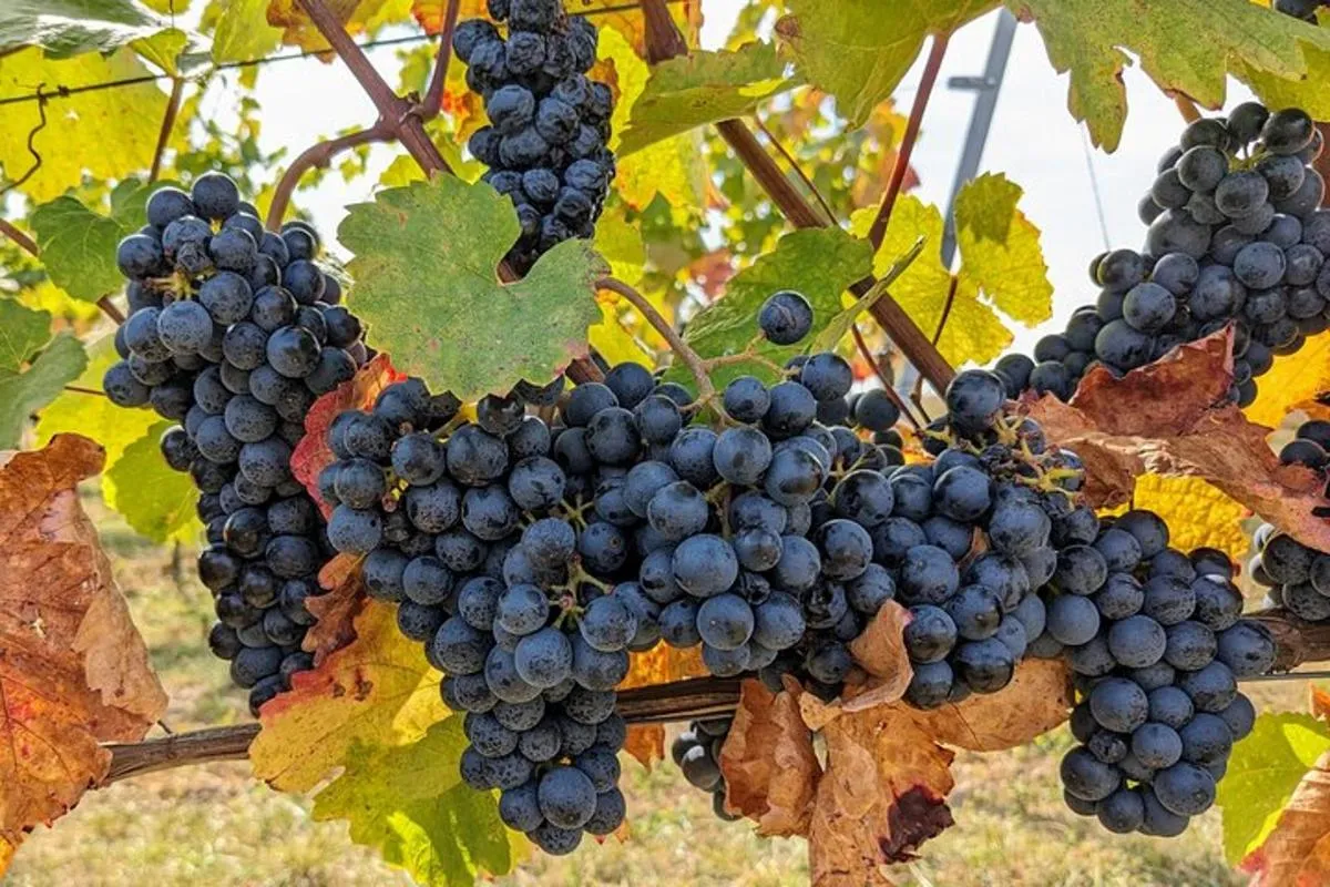Image 3 of Small-group Vienna Wine Tour
