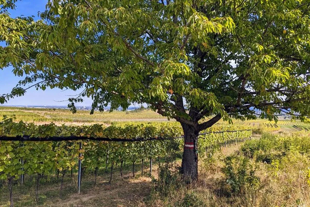 Image 5 of Small-group Vienna Wine Tour