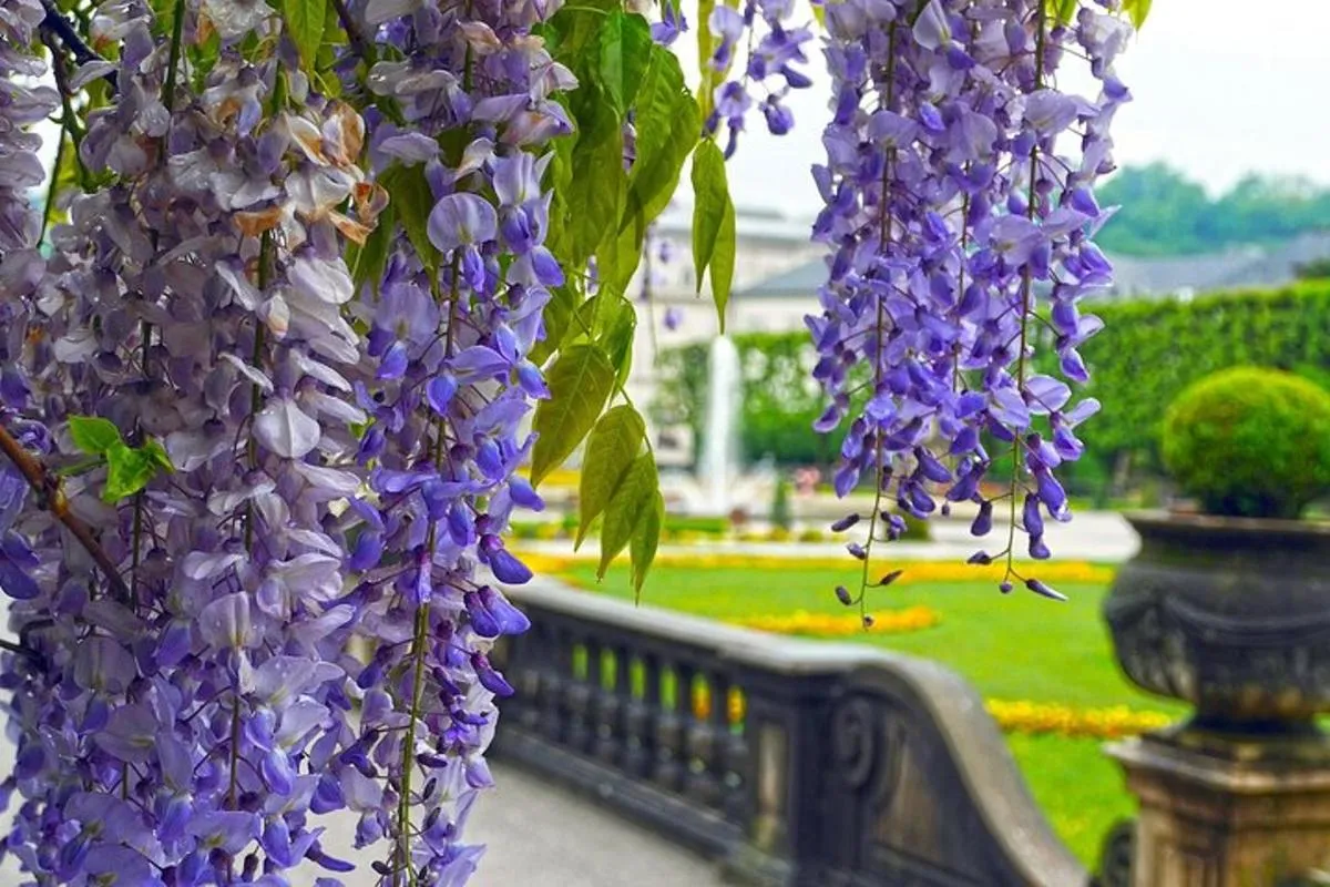 Image 3 of Transfer from Vienna to Salzburg: Private daytrip with 2 hours for sightseeing