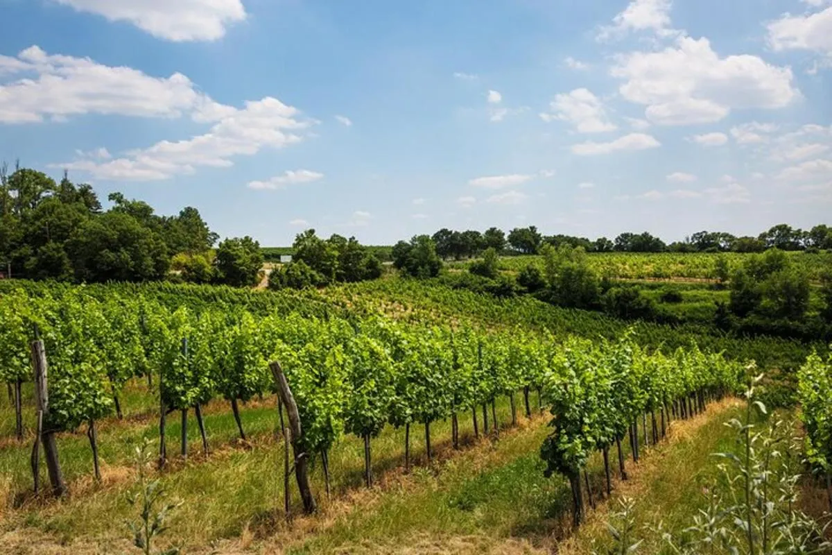 Image 6 of Vienna Vines & Tapas: A Private Wine Adventure (9 Local Wines)