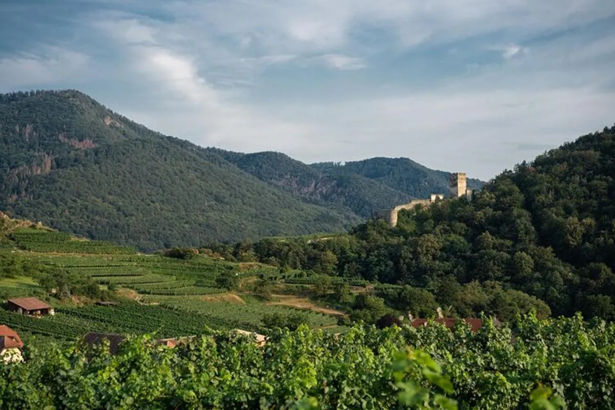 Image 3 of Wachau Valley Vines: A Culinary and Cultural Private Experience