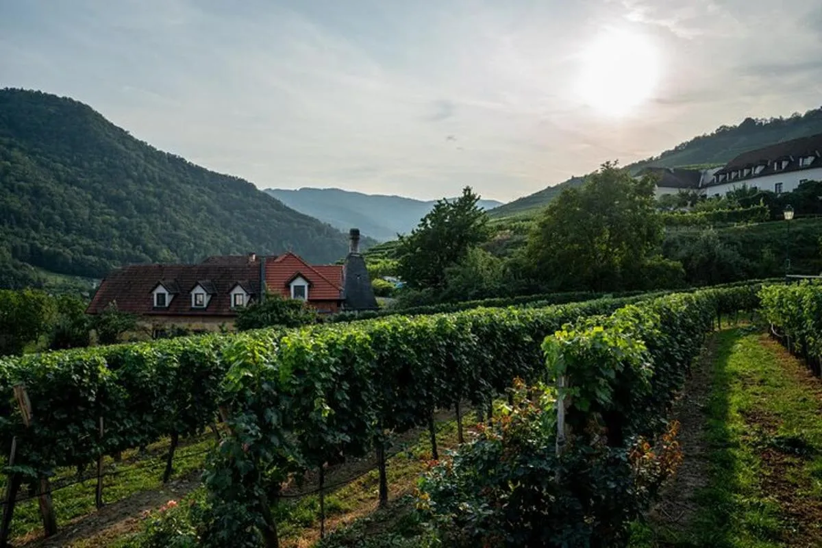 Image 4 of Wachau Valley Vines: A Culinary and Cultural Private Experience