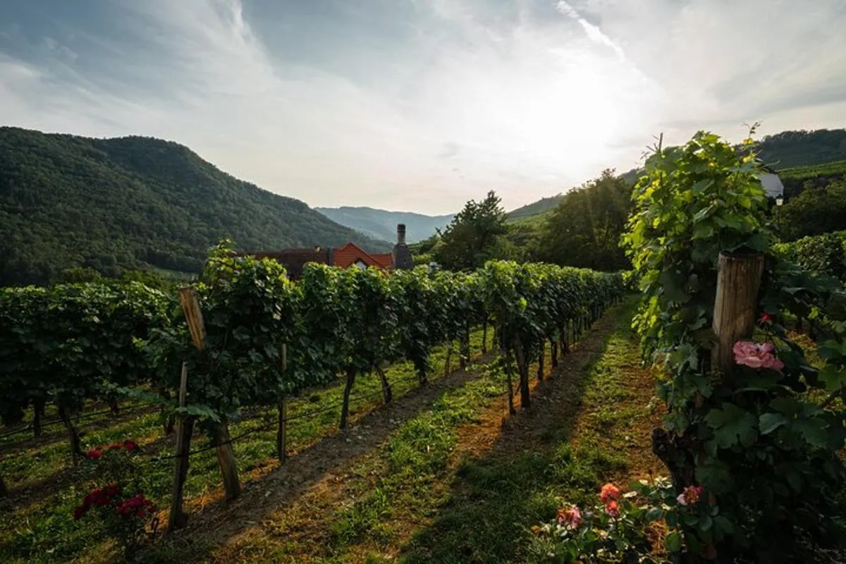 Image 5 of Wachau Valley Vines: A Culinary and Cultural Private Experience