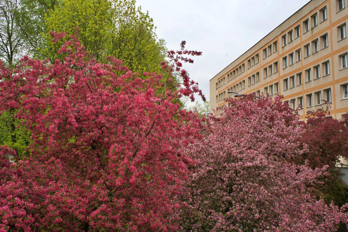 Image 2 of Szucha 27 – Royal Łazienki Flat